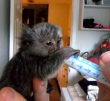 Tamed Finger Marmosets Monkeys for you